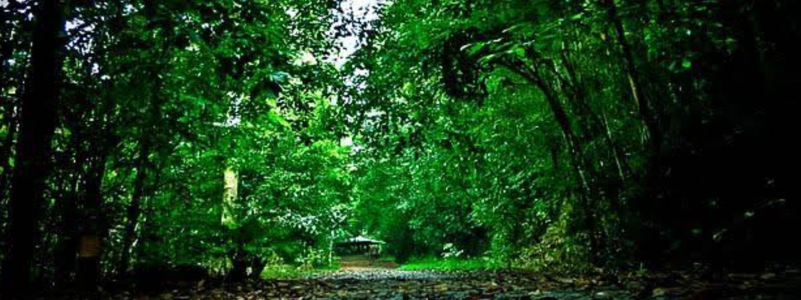 Sri Lanka To Gazette 20 New Forest Reserves